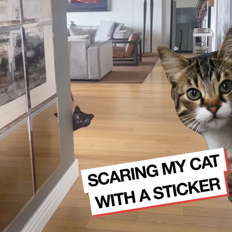 Printable Cat Prank Paper, Prank Sticker, Cat Prank Face, Cat PNG, Cat