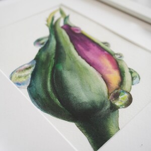 Peut inclure: Peinture à l'aquarelle d'un bouton de rose, encadrée en blanc. Le bouton est vert avec un centre rose vif et des accents jaunes. Représentation réaliste avec des coups de pinceau et des gouttelettes d'eau visibles.