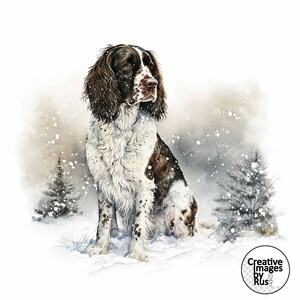 Puede incluir: Un perro Springer Spaniel marrón y blanco sentado en la nieve. El perro está mirando hacia la derecha de la imagen. El fondo es un bosque nevado con pinos.