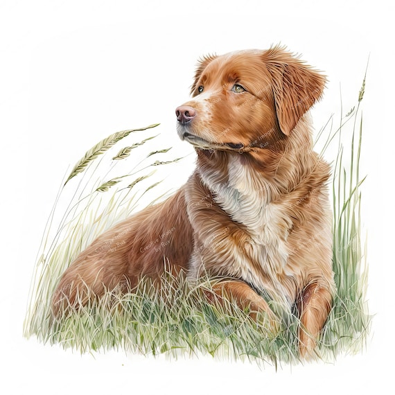 Hunting Duck Toller Price Toller Puppy Toller Breeders Duck Top