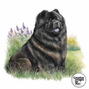 Puede incluir: Un perro Chow Chow negro sentado en un campo de hierba verde y flores moradas. El perro tiene la lengua negra y mira hacia la derecha.