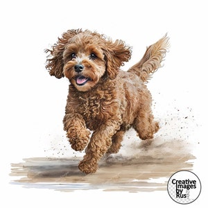 Op de afbeelding: Een bruine en witte hond met krullend haar rent door een stukje aarde, met zijn tong naar buiten. De hond is scherp, de achtergrond is wazig.