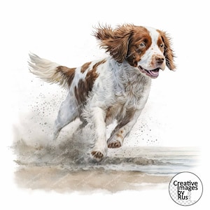 Clipart cane Brittany Spaniel, immagine acquerello, download digitale istantaneo, JPEG di alta qualità, sublimazione, arte della parete, uso commerciale