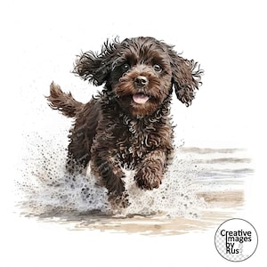Cavapoo Schokolade brauner Hund Strand Clipart, Aquarellbild, sofortiger digitaler Download, hochwertige JPEG JPG, Sublimation, Kunst, kommerzielle Nutzung