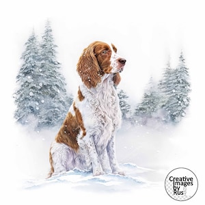 Puede incluir: Pintura a la acuarela de un English Springer Spaniel marrón y blanco sentado en la nieve. El perro está en una escena invernal con pinos cubiertos de nieve en el fondo. El perro está mirando hacia la derecha.