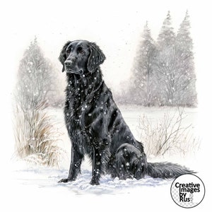 Op de afbeelding: Een zwarte flat-coated retriever zit in een besneeuwd winterlandschap. De hond kijkt naar links, met zijn hoofd lichtjes gekanteld. De hond is omringd door sneeuw en bomen.