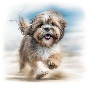 May include: A brown and white Shih Tzu dog with long hair runs on a sandy beach with a blue sky in the background.