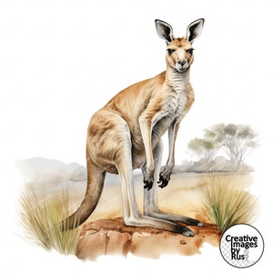 Känguru Clipart, schönes Aquarellbild, sofortiger digitaler Download, hochwertige JPEG JPG, Sublimation, Wandkunst, kommerzielle Nutzung