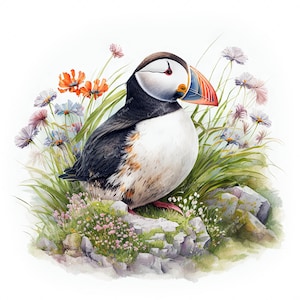Clipart oiseau macareux, belle image aquarelle, téléchargement numérique instantané, haute qualité JPEG JPG, sublimation, art mural, usage Commercial
