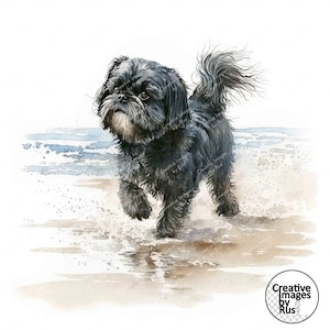 Shih Tzu Beach Dog Clipart, image de chien aquarelle, téléchargement numérique instantané, haute qualité JPEG JPG, sublimation, art mural, usage Commercial