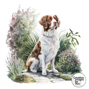 Clipart cane Brittany Spaniel, immagine del giardino dell'acquerello, download digitale istantaneo, JPG JPEG di alta qualità, sublimazione, arte della parete, uso commerciale