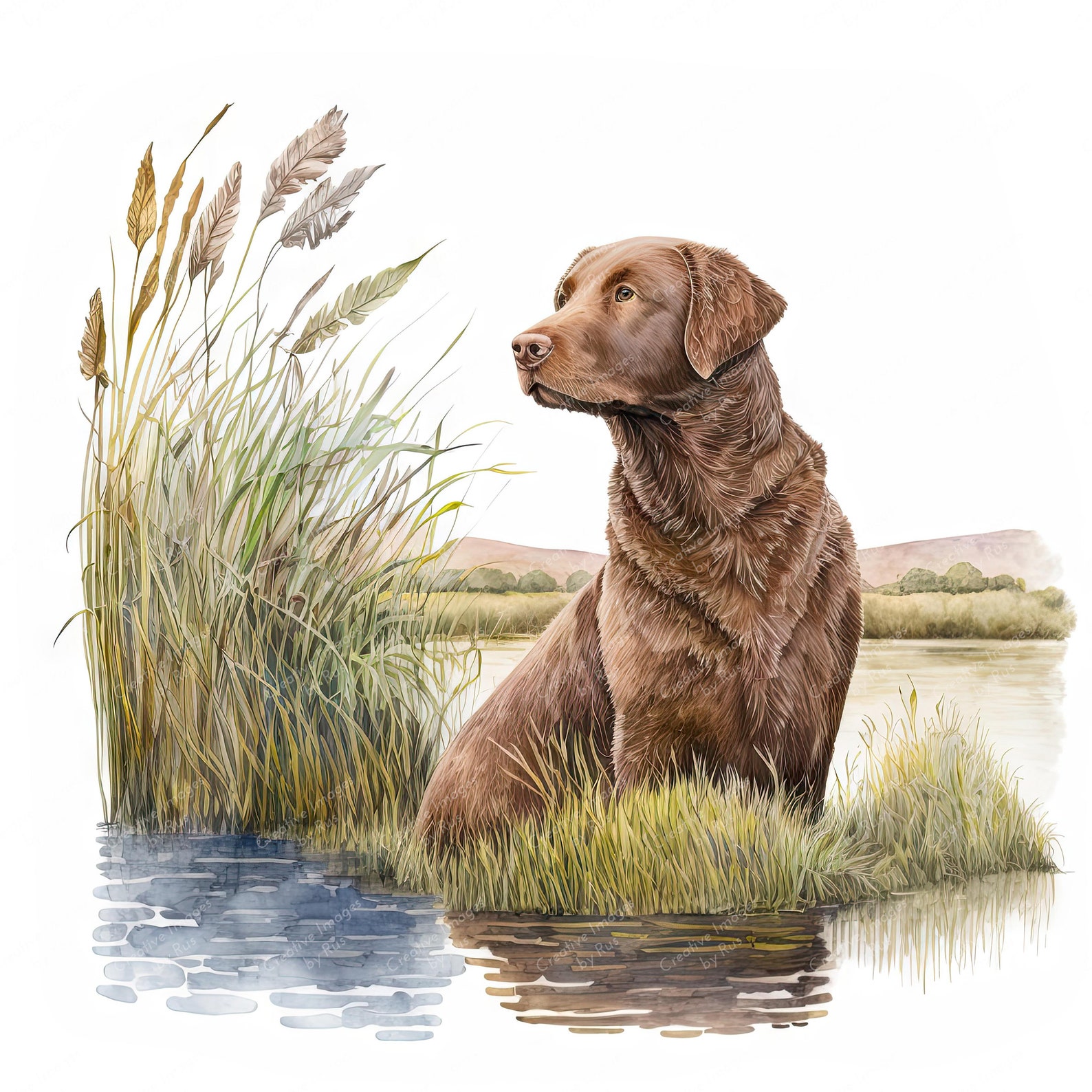 Chesapeake Bay Retriever Dog Clipart, Lovely Watercolour Image, Instant ...