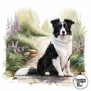 May include: A black and white border collie dog sitting on a stone path in a garden setting. The dog is looking directly at the camera with a happy expression. The garden is lush with green foliage and purple flowers.