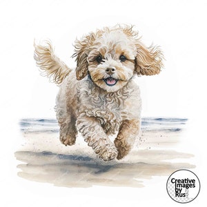 May include: A light brown and white fluffy dog runs on a sandy beach with the ocean in the background. The dog has a happy expression on its face and its tongue is sticking out.