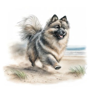 Keeshond Beach clipart, aquarel hond afbeelding, instant digitale download, hoge kwaliteit JPEG JPG, sublimatie, kunst aan de muur, commercieel gebruik