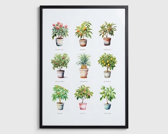 Fruit Pots – Art Print Poster