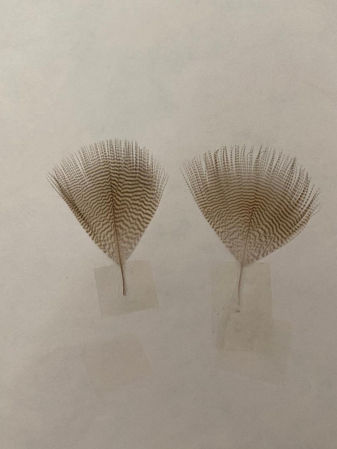 12 Lemon Wood Duck Feathers Etsy