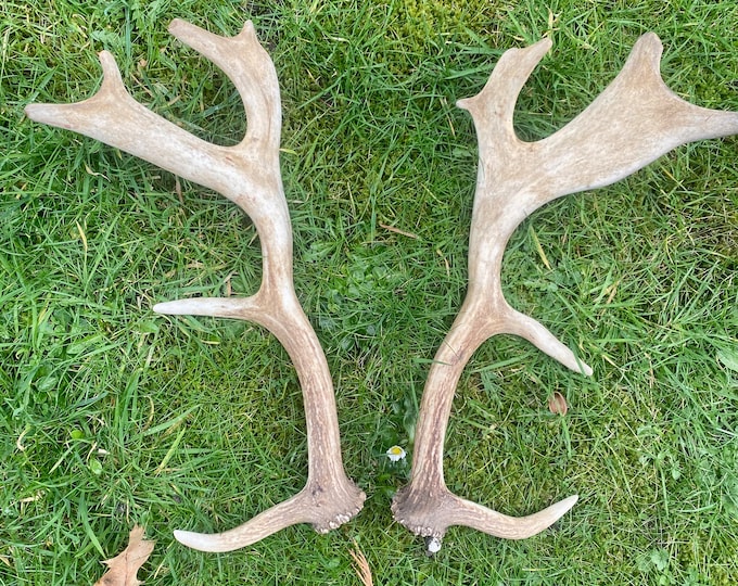 Deer Antler Dog Chews, Long Lasting and Ethically Sourced Natural Dog
