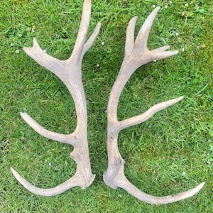 Deer antler dog chews, long lasting and ethically sourced natural dog treats
