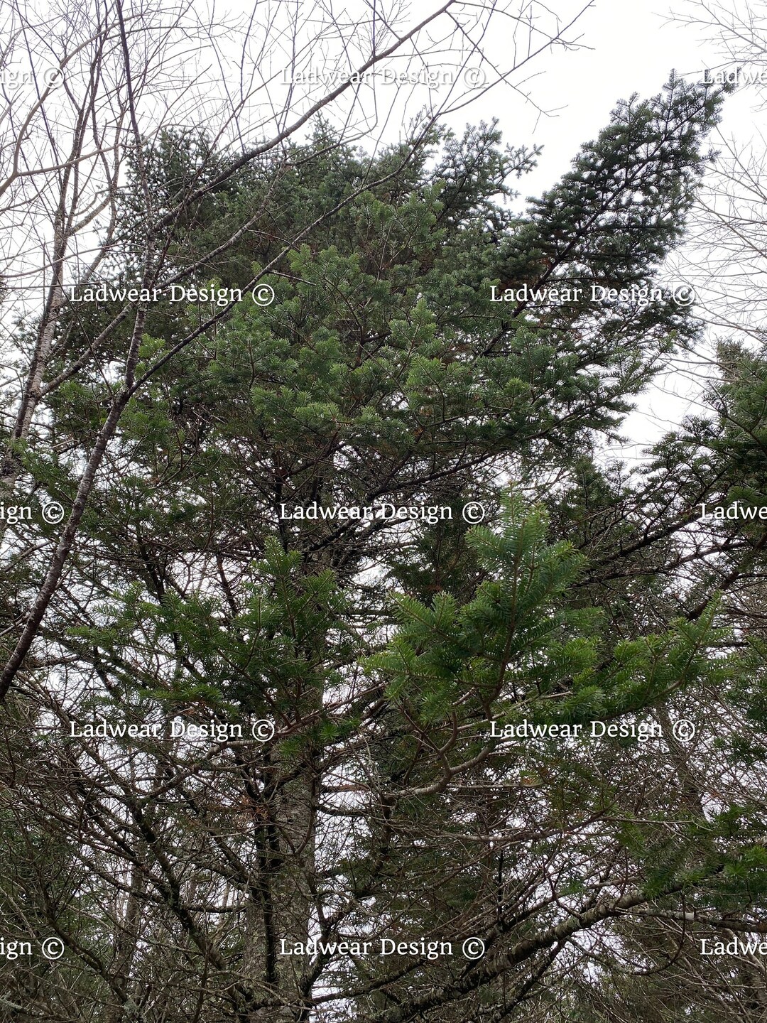 Pine Tree in New Hampshire Photo Etsy