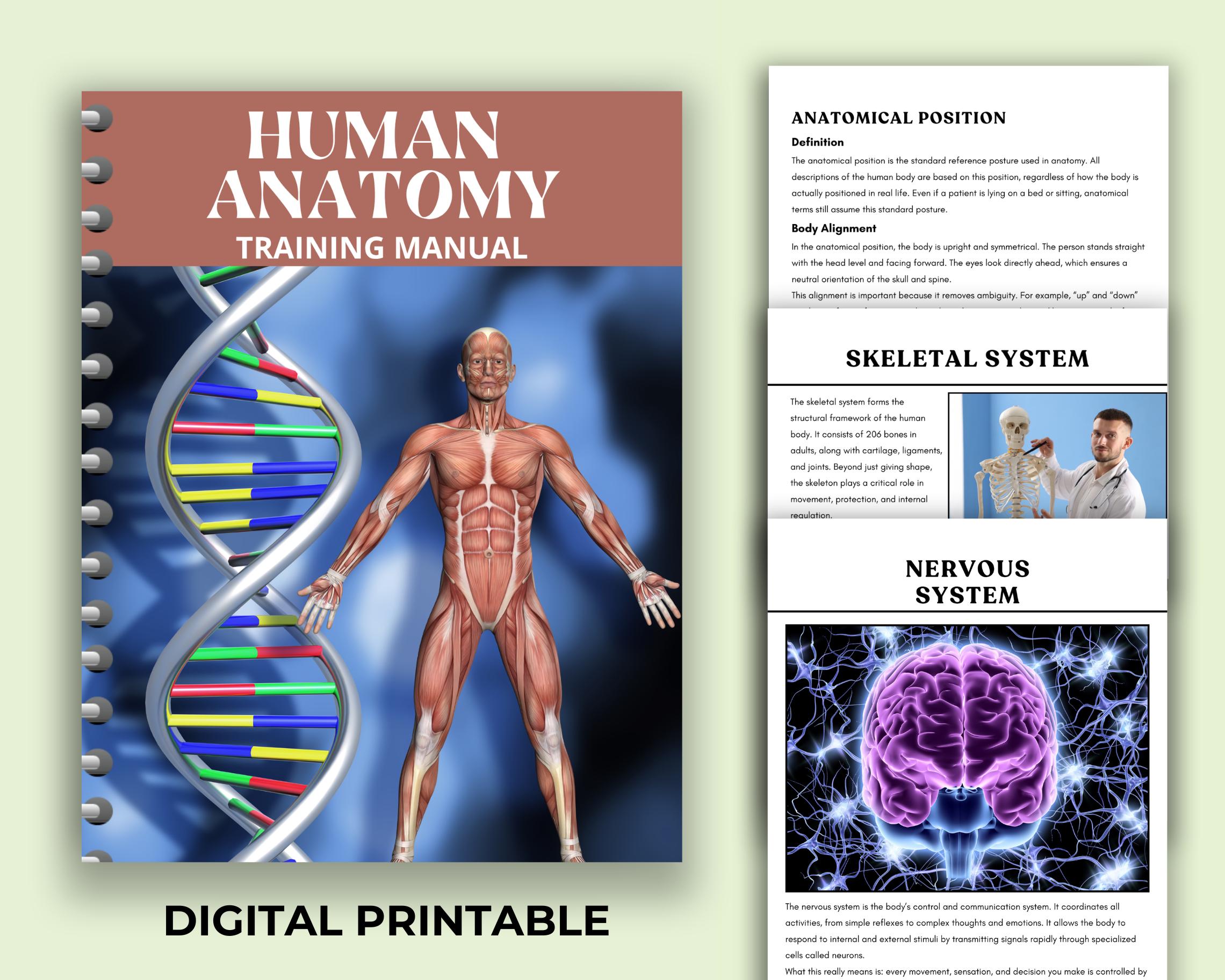 Human Anatomy Training Manual, Level 3, Editable PDF (digital Download) - Etsy