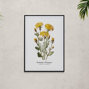 Meadow Pippau Botanical Wall Art For Home Minimalist Wild Plant Paintings
