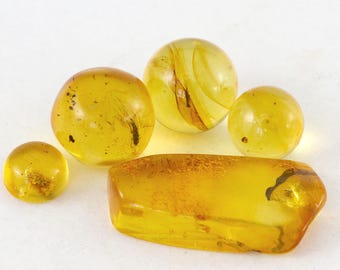 Lot of 5 Genuine Baltic Amber Specimens with Insect Inclusions( certificate included)
