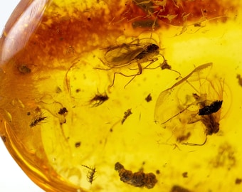 Ámbar báltico, insectos fósiles, ¡raro! Certificado de autenticidad incluido.