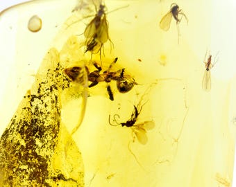 Insects in Amber, Fossil Multiple Inclusions, Baltic Amber, Certificate of Authenticity Included