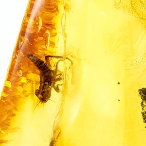 Op de afbeelding: Een stuk barnsteen, een doorschijnende geel-oranje hars, met een bewaard gebleven insect. Het insect is donkerbruin en duidelijk zichtbaar, met poten en lichaamssegmenten. Het barnsteen heeft een glad, gepolijst oppervlak.
