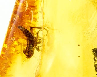 Insect in Amber, Fossil Leafhopper Nymph Cicadellidae, Baltic Amber, Certificate of Authenticity Included