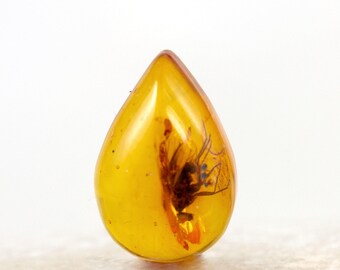 Cabujón de ámbar báltico auténtico en forma de pera con inclusión de mosca fósil (6 mm x 8 mm)