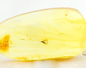 Insect in Amber, Fossil Inclusion, Baltic Amber, Certificate of Authenticity Included