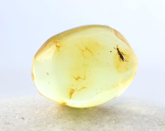 Genuine Baltic Amber Specimen with Fossil Insect Inclusion, Certificate of Authenticity Included