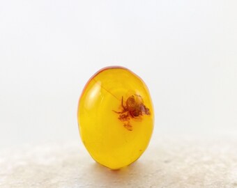 Cabujón de inclusión de araña fósil de ámbar báltico auténtico (6 mm x 8 mm)