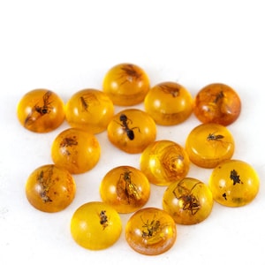 Könnte beinhalten: Eine Sammlung von Bernstein-Cabochons, die jeweils ein Insekt einschließen. Der Bernstein hat eine durchscheinende, goldgelbe Farbe, und die Insekten sind darin sichtbar. Die Cabochons sind rund und variieren leicht in der Größe, wobei die Insekten im Inneren unterschiedliche Positionen einnehmen.
