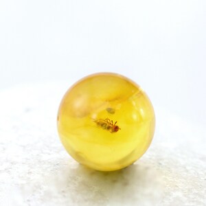 Insect in Amber, Fossil Inclusion, Genuine Baltic Amber 9mm Sphere, Certificate of Authenticity Included