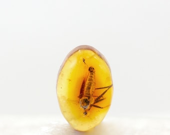 Cabujón de insecto fósil de ámbar báltico auténtico (4 mm x 6 mm), certificado incluido.