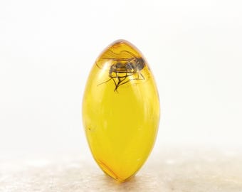 Cabujón marquesa con inclusión de mosca fósil de ámbar báltico auténtico (5 mm x 8 mm)