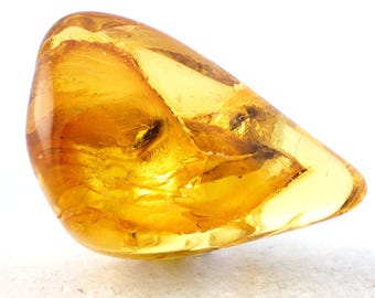 Genuine Baltic Amber Specimen with Multiple Fossil Insect Inclusions, Certificate of Authenticity Included
