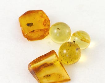 Genuine Baltic Amber Lot, 5 Fossil Insect Specimens (certificate included)