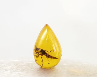 Cabujón de ámbar báltico auténtico en forma de pera con inclusión de insecto, espécimen fósil de 5 x 7 mm.