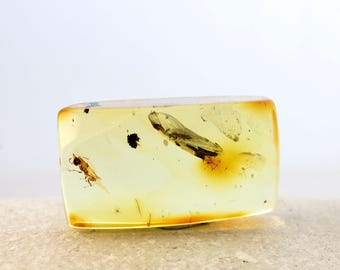 Genuine Baltic Amber Specimen with Red Ant Fossil Inclusion, Rectangular Cabochon (Certificate Included)