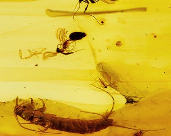 Ámbar báltico, nueve insectos fósiles, ¡extremadamente raro! Larva de tricóptero (Trichoptera), certificado de autenticidad incluido.