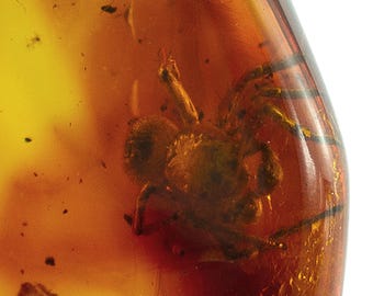 Spider Insect in Amber, Fossil Inclusion, Baltic Amber, Certificate of Authenticity Included