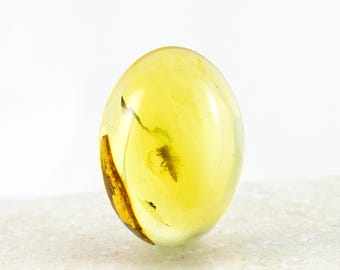 Insecto en ámbar, inclusión fósil, auténtico ámbar báltico, cabujón de 12 mm x 18 mm, certificado de autenticidad incluido.