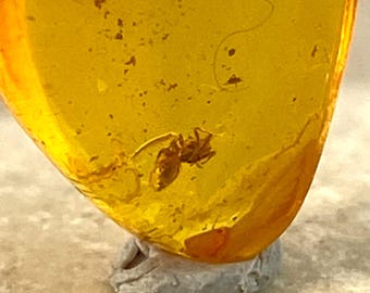Auténtico dije de ámbar báltico con inclusión de araña: un raro colgante de naturaleza fosilizada para collar o pulsera.