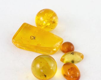 Lot of 6 Baltic Amber Specimens with Insect Inclusions  (Certificate Included)