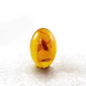 Puede incluir: Un trozo de ámbar ovalado y translúcido con un insecto preservado en su interior. El ámbar es de un color amarillo dorado cálido, y el insecto es de color marrón oscuro. El ámbar es liso y pulido, y el insecto es claramente visible.