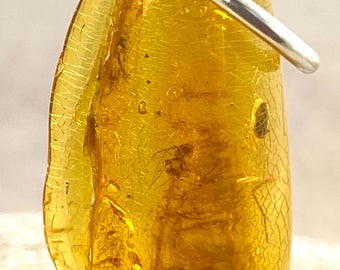 Colgante auténtico de ámbar báltico con múltiples inclusiones de insectos: un raro colgante de naturaleza fosilizada para collar o pulsera.